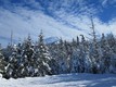 Pini innevati