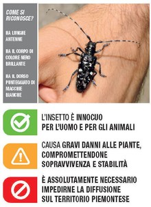 immagine tarlo