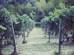 immagine vigne