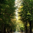 Viale Angeli - foto di Mondino Michol®