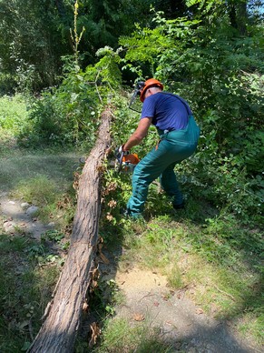Rimozione albero in zona Sant'Anselmo (2)