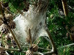 Immagine processionaria