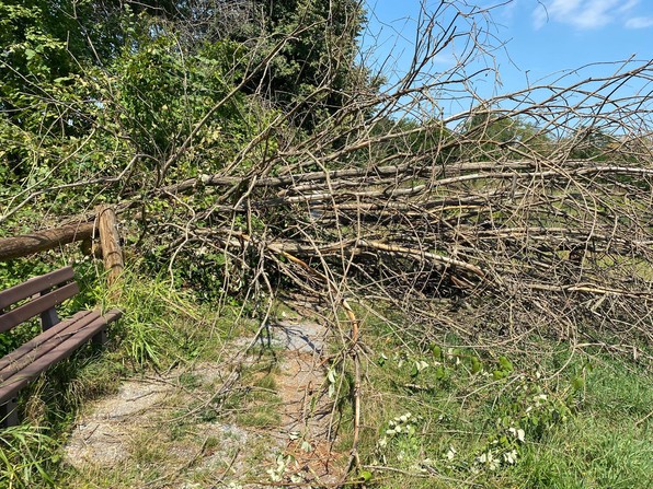 Rimozione di un albero caduto