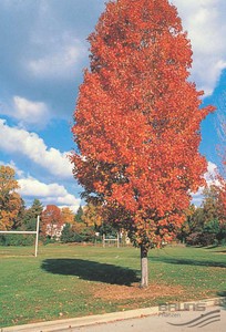 Immagine di Acer Rubrum  var.“Scanlon”