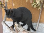 Gatto