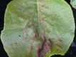 batteriosi dell’actinidia