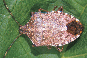 immagine cimice asiatica