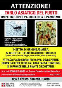 Cartello informativo tarlo asiatico del fusto