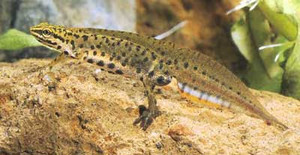 Tritone punteggiato