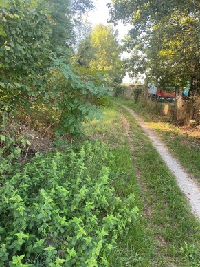 Manutenzione lungo la pista ciclabile - 2