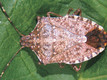 immagine cimice asiatica
