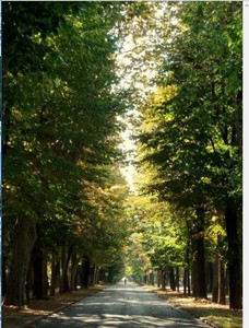 Viale Angeli foto di Mondino Michol®
