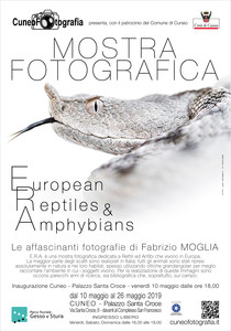 European Reptiles Amphibians