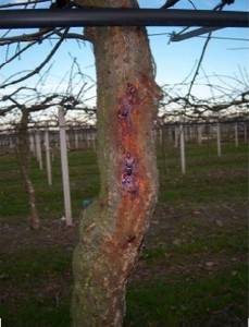 Emergenza batteriosi actinidia