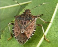 Progetto di lotta alla cimice asiatica