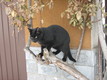 gatto
