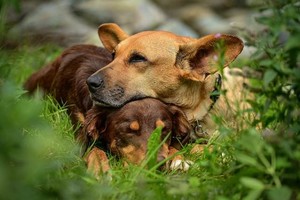 Immagine animali