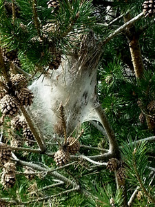 processionaria del pino