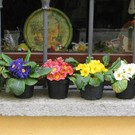 Contrada Mondovì