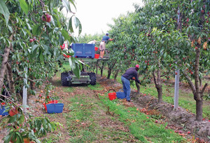 Braccianti della frutta