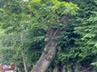 Abbattimento alberi malati o a rischio