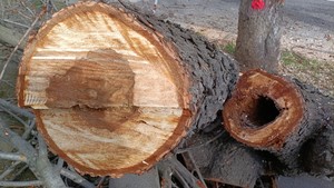 particolare di un albero malato