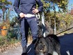 immagine relativa all’intervento di salvataggio del cane da parte della Polizia Locale di Cuneo