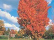 Immagine di Acer Rubrum  var.“Scanlon”