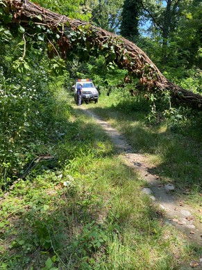 Rimozione albero in zona Sant'Anselmo (1)