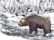 L'orso ritrovato