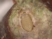 Larva di T. sinensis nella celletta all’interno di una galla dissezionata