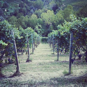 immagine vigne