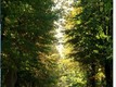 Viale Angeli foto di Mondino Michol®