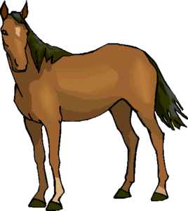 Cavallo