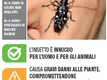 immagine tarlo
