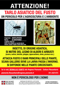 locandina presenza tarlo asiatico