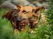 Immagine animali