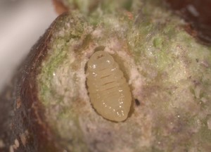 Larva di T. sinensis nella celletta all’interno di una galla dissezionata