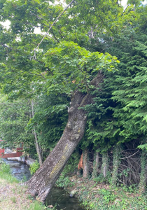Abbattimento alberi malati o a rischio