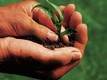 Corso base di agricoltura  biodinamica e omeodinamica