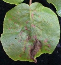 batteriosi dell’actinidia