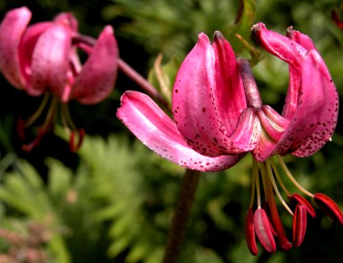 Cuneo In Fiore